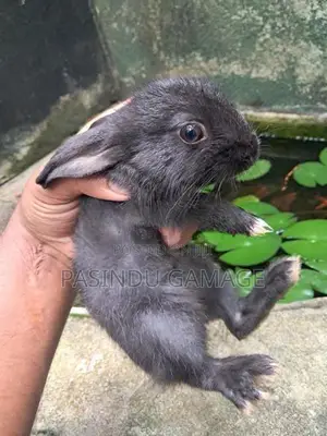 Rabbits