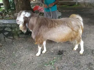 Farm Goat