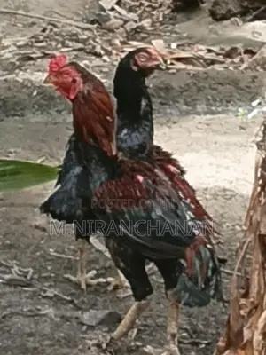 Rooster