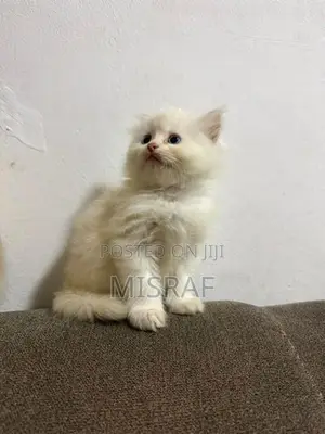 Persian Cat