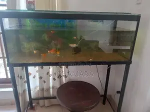 Fish Tank