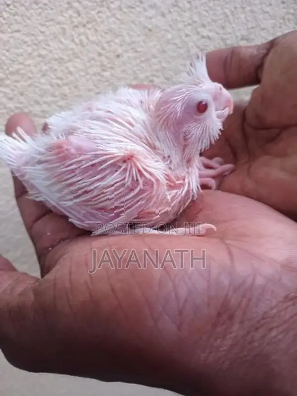 Cockatiel Bird Chicks