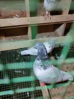 Pigeons