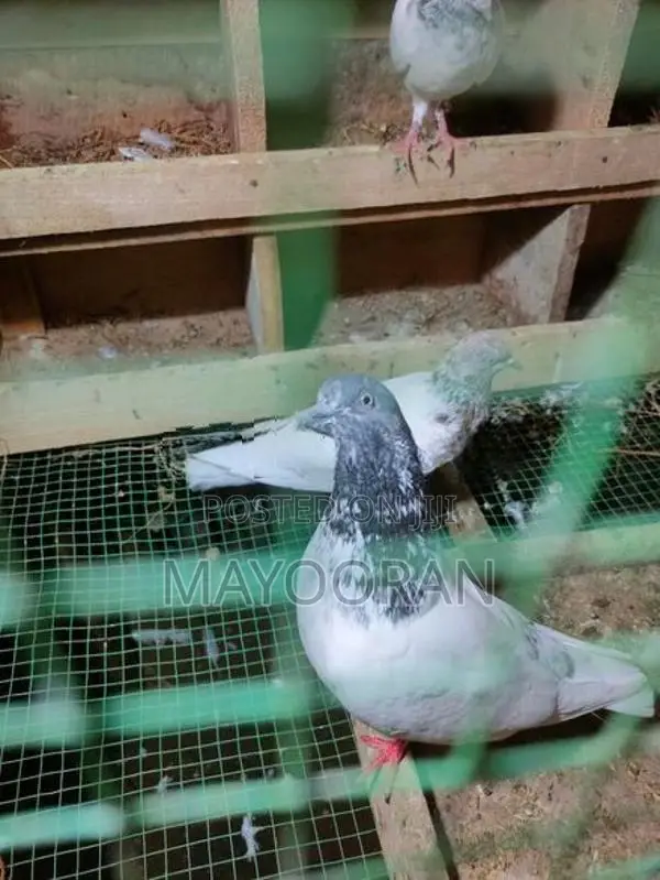 Pigeons