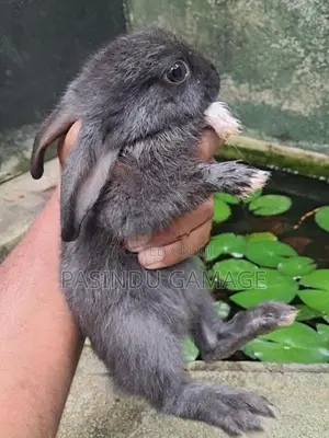 Rabbits