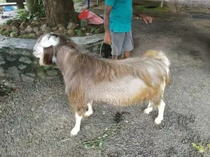 Farm Goat