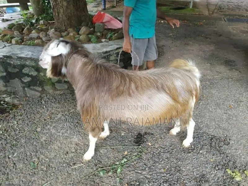 Farm Goat
