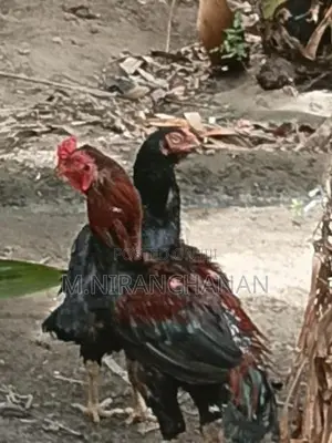 Rooster