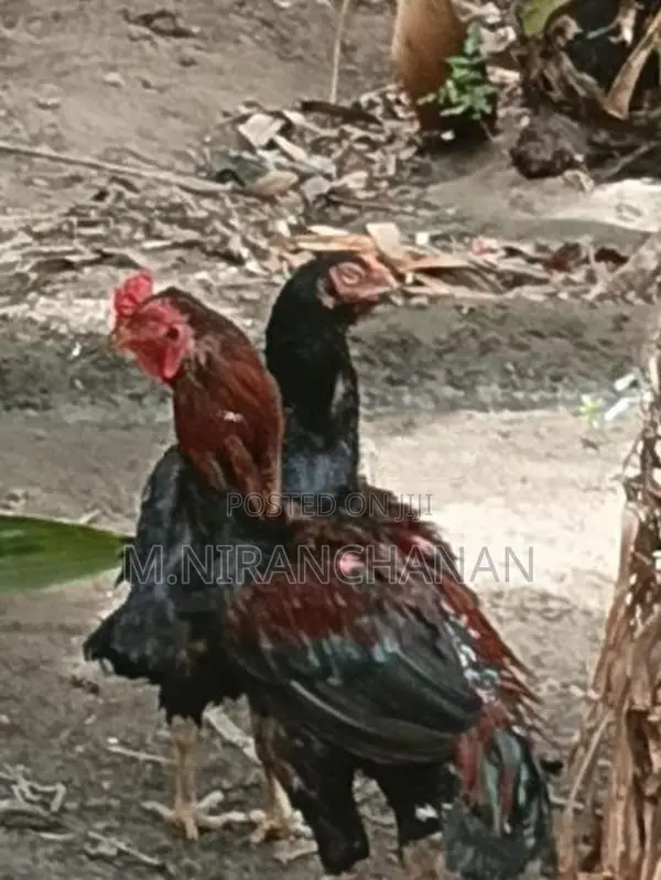 Rooster
