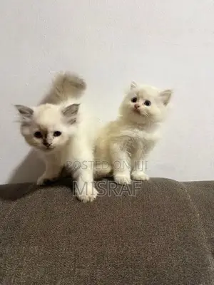 Persian Cat