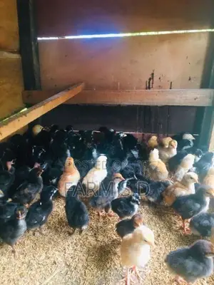 ගම් කිකිලි පැටව්