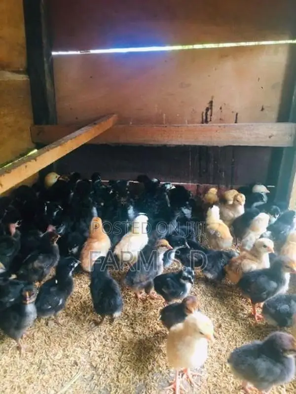 ගම් කිකිලි පැටව්