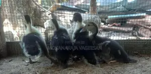 Ducks