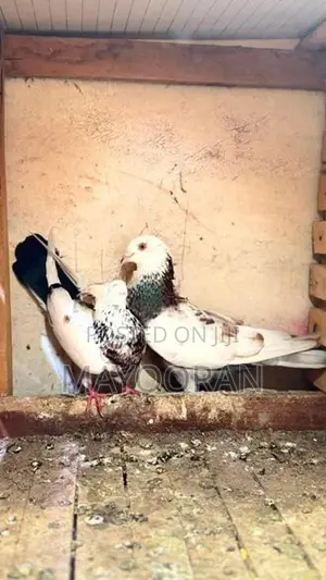 Pigeons