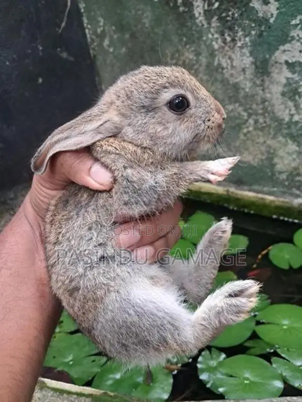 Rabbits