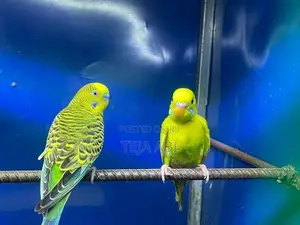 Love Birds