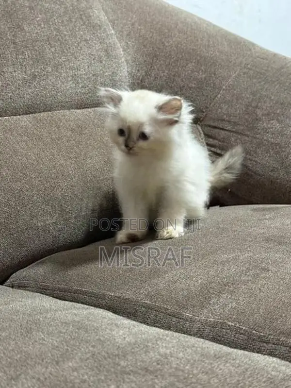 Persian Cat
