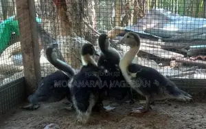 Ducks