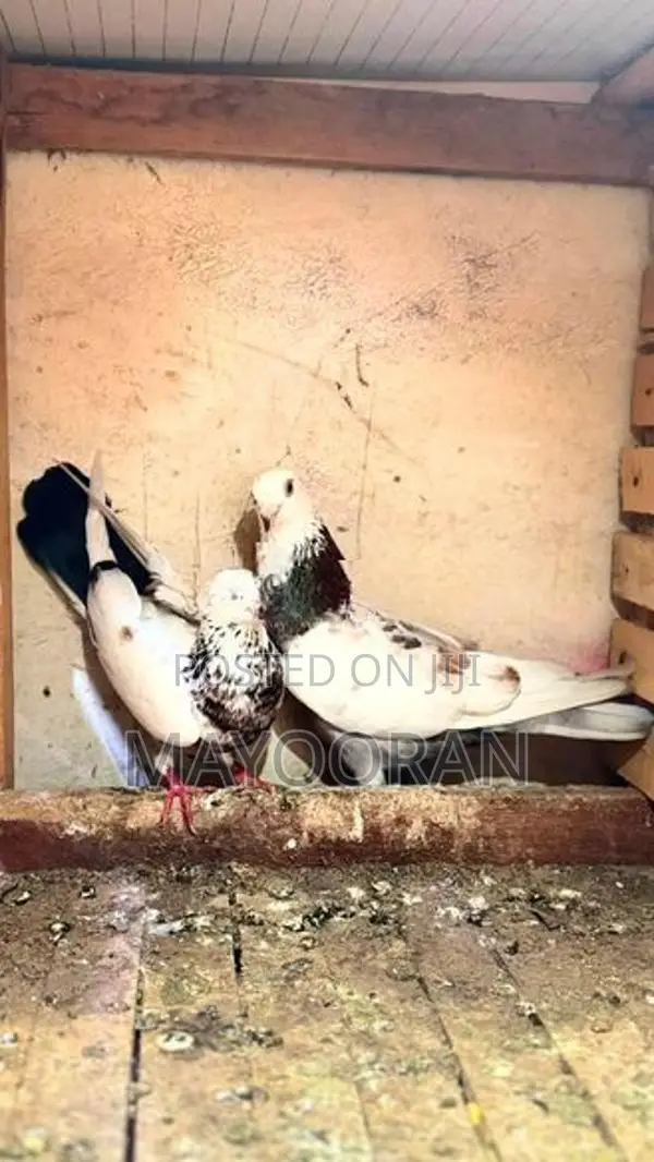 Pigeons