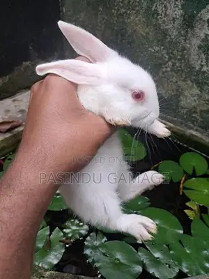 Rabbits