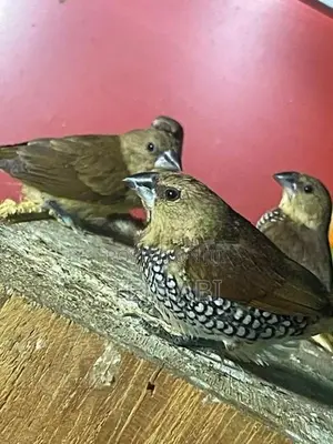 Love Birds
