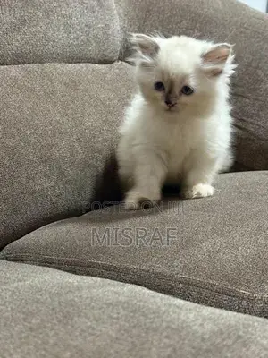 Persian Cat