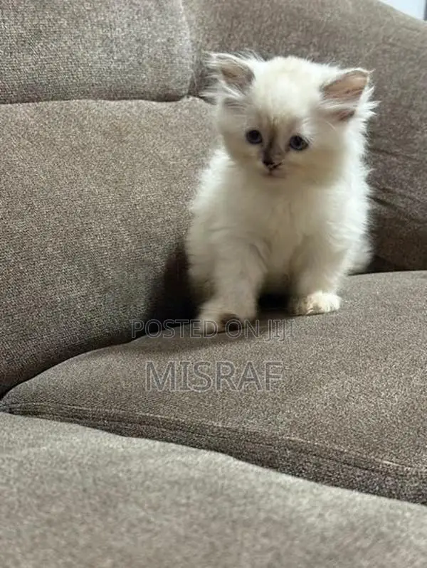 Persian Cat