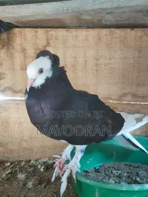 Pigeons