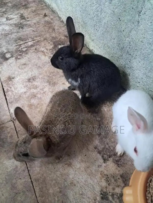 Rabbits