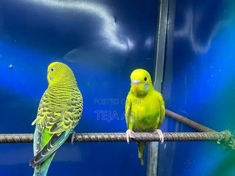 Love Birds