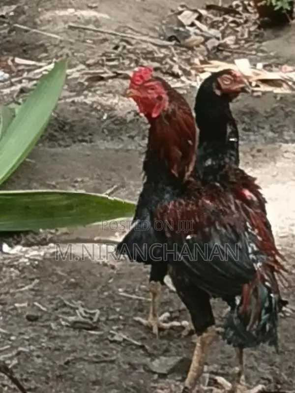 Rooster