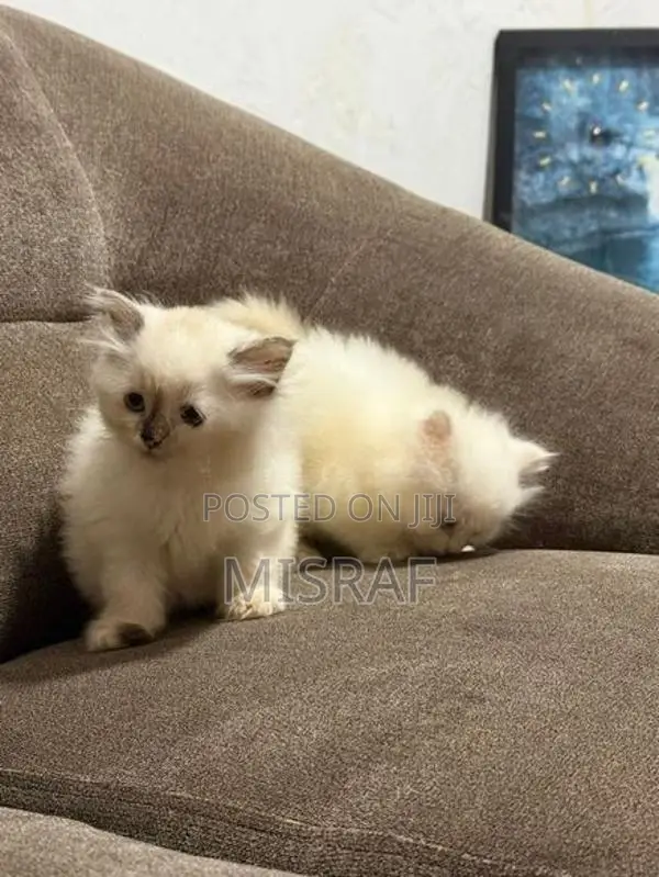 Persian Cat