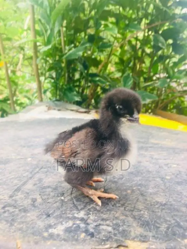 ගම් කිකිලි පැටව්