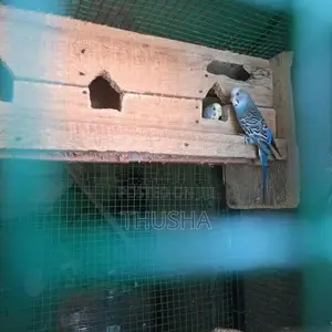Love Bird