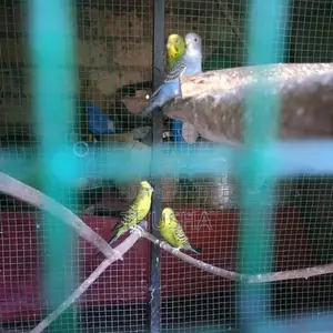 Love Bird
