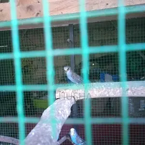 Love Bird
