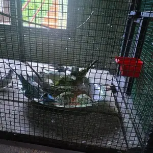 Love Bird