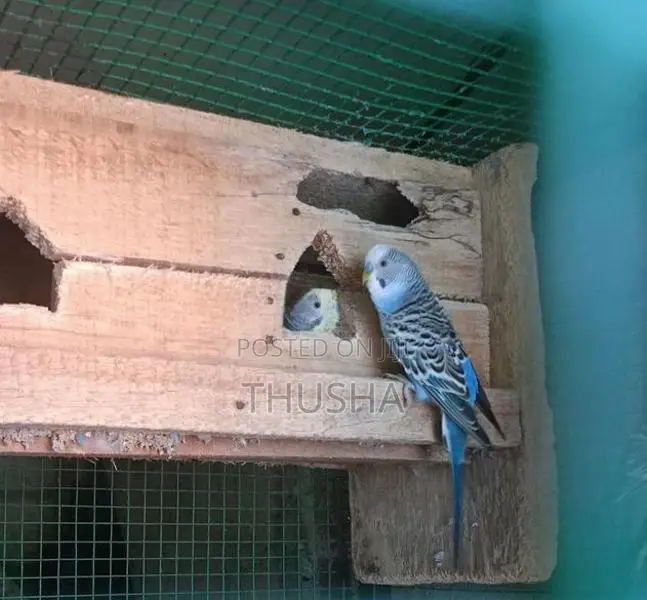 Love Bird