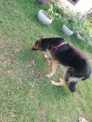 German Shepherd Puppys
