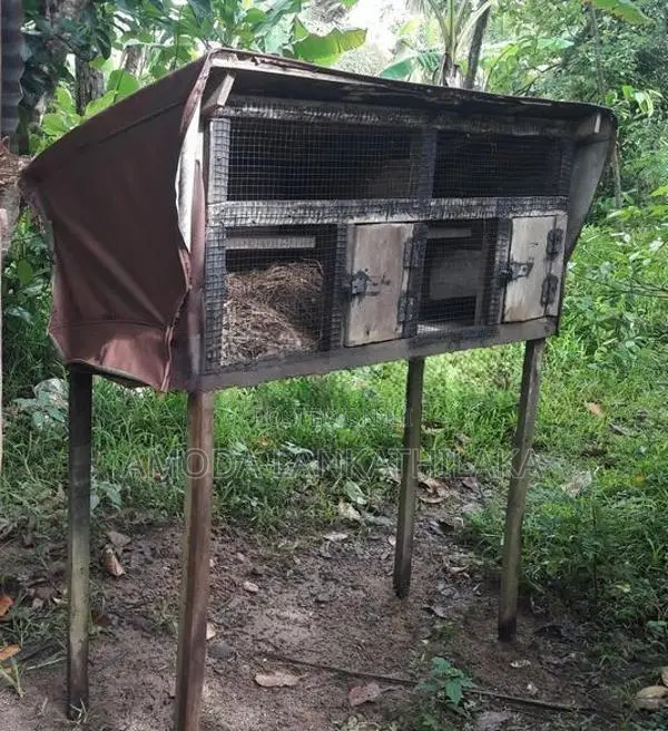 Bird Cage