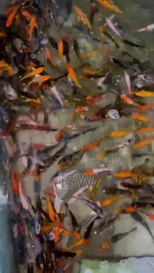 Calf Fish