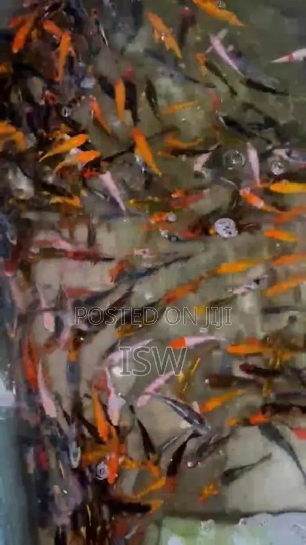 Calf Fish