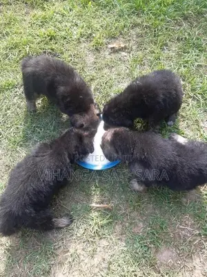 German Shepherd Puppys