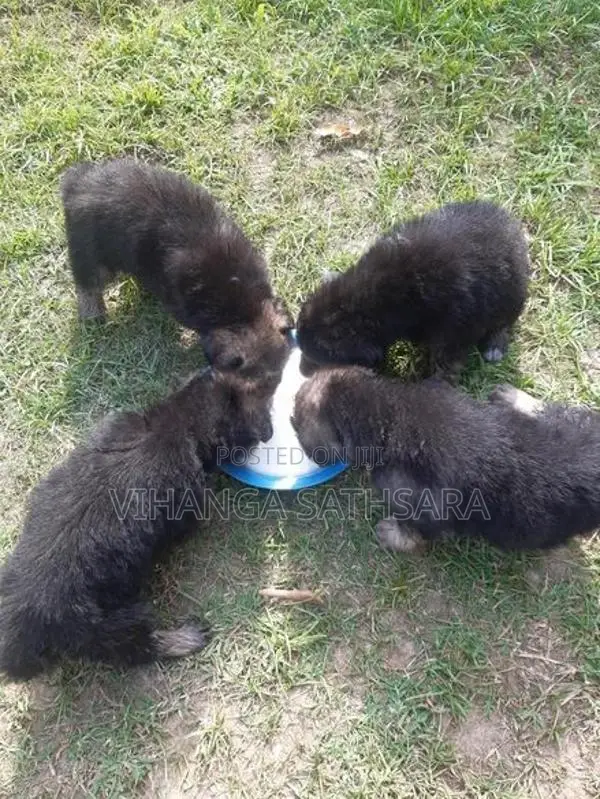 German Shepherd Puppys