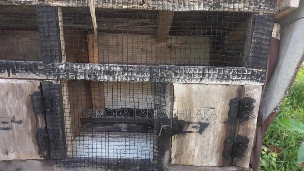 Bird Cage