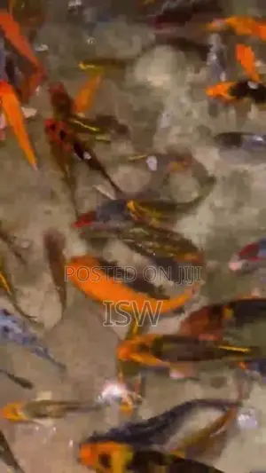 Calf Fish