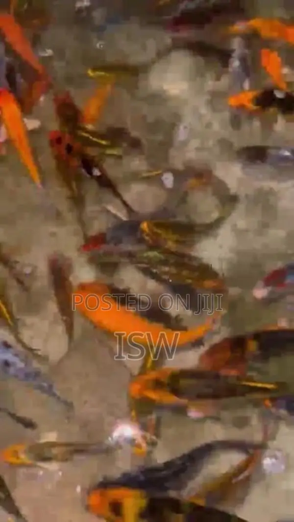 Calf Fish