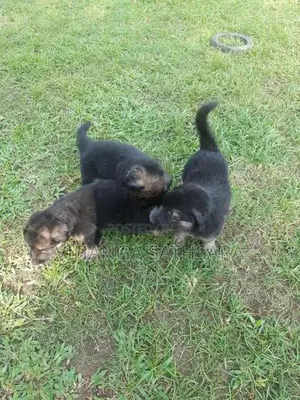 German Shepherd Puppys