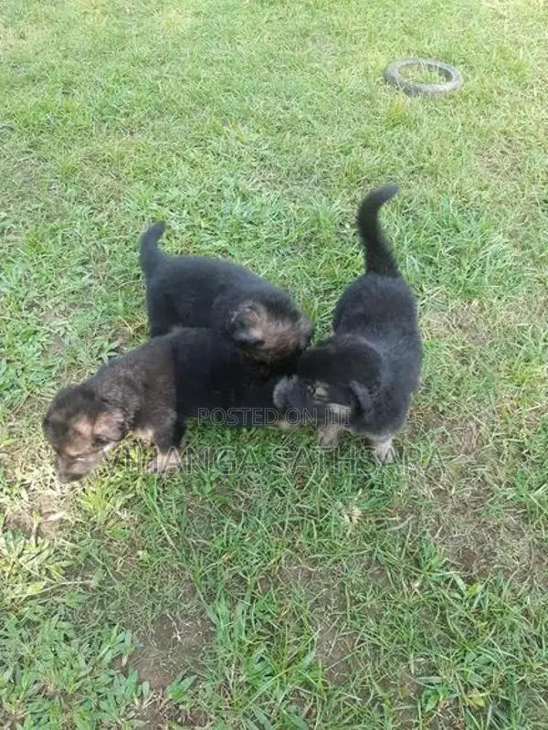 German Shepherd Puppys