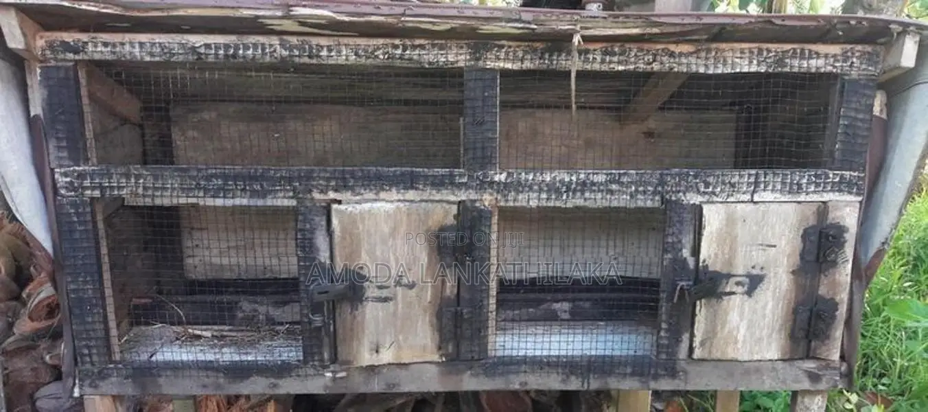 Bird Cage